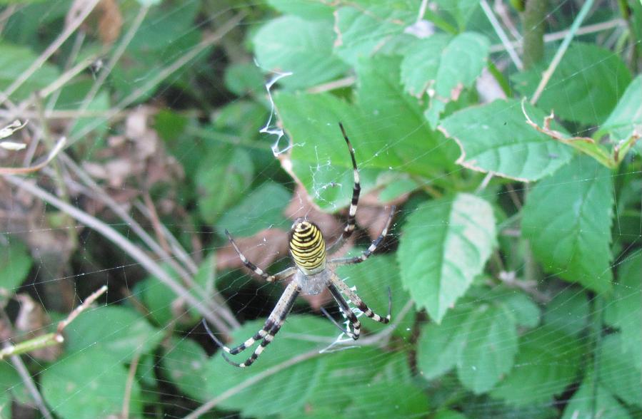 Argiope bruennichi